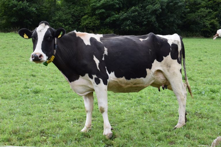 Hodowla bydła mlecznego – jak zacząć?